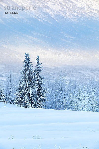 Mit Neuschnee bedeckte Fichten stehen vor einem mit weißem Schnee bedeckten Birkenwald  im Hintergrund die Berghänge des Turnagain Pass  Kenai-Halbinsel  Süd-Zentral-Alaska; Alaska  Vereinigte Staaten von Amerika