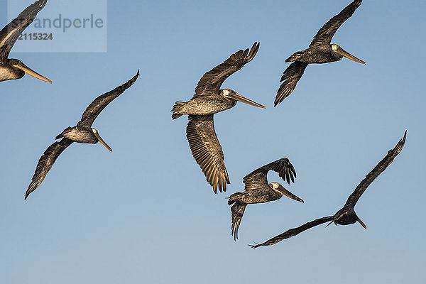 Braune Pelikane (Pelecanus occidentalis) fliegen über den blauen Himmel; Ilwaco  Washington  Vereinigte Staaten von Amerika