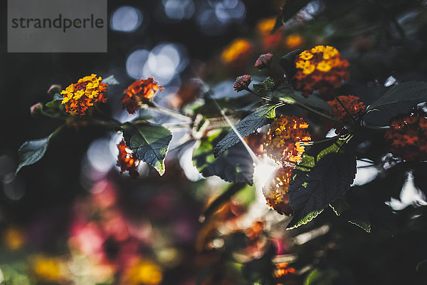 Kleine Büschel zarter orangefarbener und gelber Blüten an einer Pflanze in einem Garten; Vancouver  British Columbia  Kanada