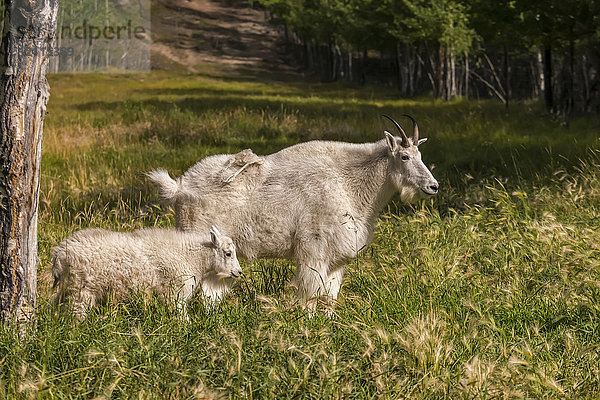 Bergziege (oreamnos americanus) mit Zicklein  in Gefangenschaft; Yukon Territory  Kanada