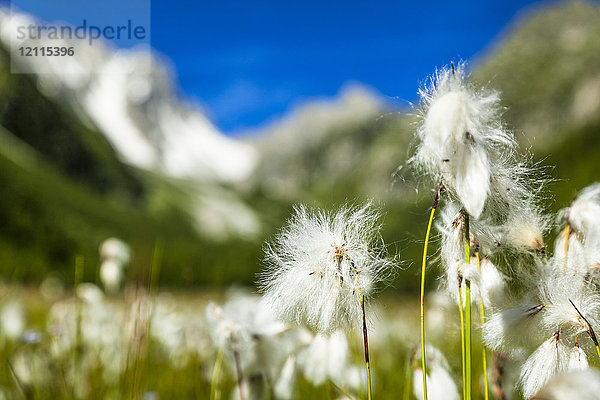 Wollgras (Eriophorum) in einem Feld im Arpette-Tal unter blauem Himmel mit dem Bergpass 'Fenetre d'Arpette' im Hintergrund; Trient  Martigny  Schweiz