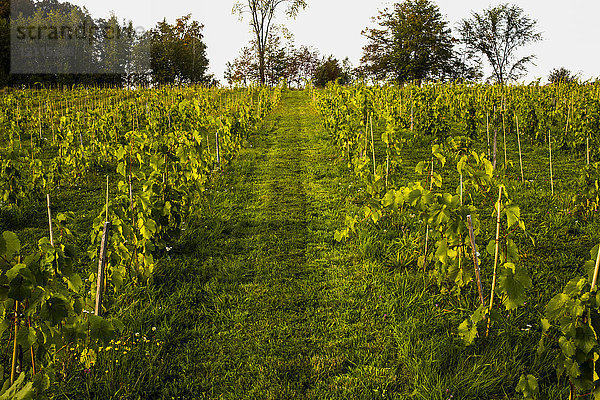 Weinberg mit Petit Pearl-Trauben mit einem Jahr Wachstum nach der Pflanzung; Shefford  Quebec  Kanada