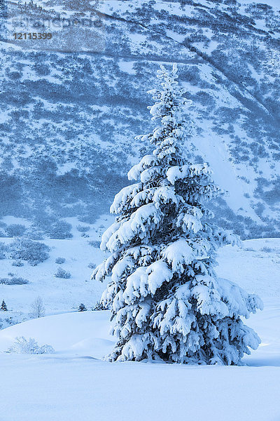 Eine einzelne  mit Neuschnee bedeckte Fichte steht vor einem mit weißem Schnee bedeckten Berghang  Turnagain Pass  Kenai-Halbinsel  Süd-Zentral-Alaska; Alaska  Vereinigte Staaten von Amerika