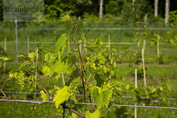 Frontenac Gris-Trauben an einem Rebstock; Shefford  Quebec  Kanada