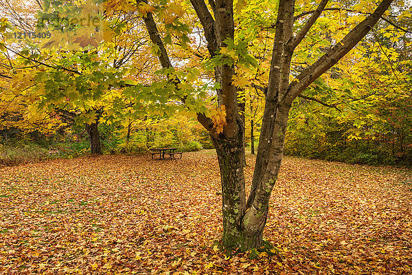 Zealand Picnic Area mit herbstlich gefärbtem Laub an einem Baum und gefallenen Blättern auf dem Gras  White Mountains National Forest; New England  Vereinigte Staaten von Amerika