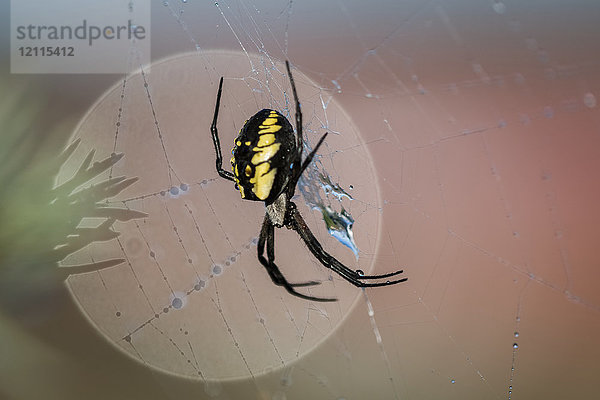 Schwarze und gelbe  unheimlich aussehende Gartenspinne klammert sich an ein Netz; Astoria  Oregon  Vereinigte Staaten von Amerika