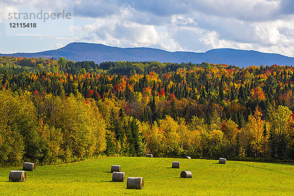 Waldlandschaft auf den Hügeln mit herbstlich gefärbtem Laub und Heuballen auf saftig grünen Feldern im Vordergrund; Iron Hill  Quebec  Kanada