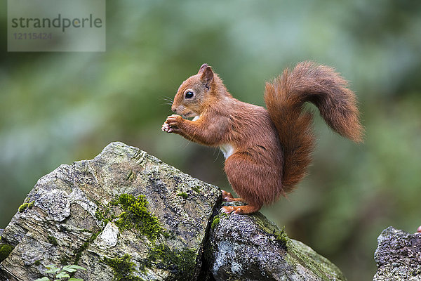 Rotes Eichhörnchen (Sciurus vulgaris)  das aus der Hand frisst  während es auf einem moosbewachsenen Felsen steht; Dumfries und Galloway  Schottland