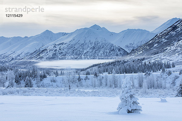 Eine einzelne  mit Neuschnee bedeckte Fichte steht vor einem mit weißem Schnee und tief hängenden Wolken bedeckten Berghang  Turnagain Pass  Kenai-Halbinsel  Süd-Zentral-Alaska; Alaska  Vereinigte Staaten von Amerika