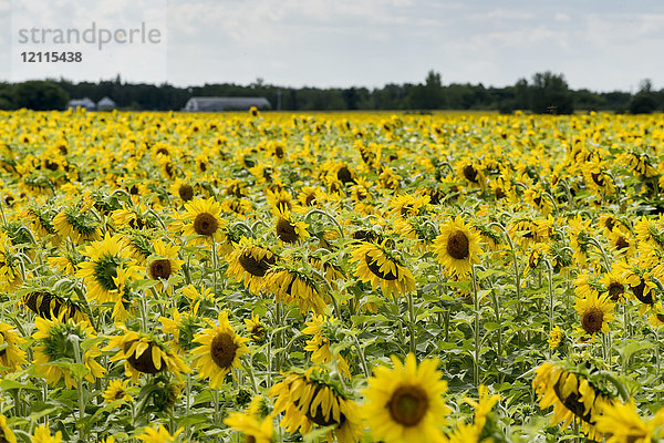 Ein Feld mit einer Fülle von Sonnenblumen (Helianthus); Manitoba  Kanada