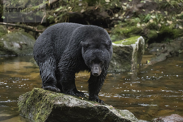Ein Schwarzbär (Ursus americanus) steht auf einem Felsen in der Mitte eines Flusses; Hartley Bay  British Columbia  Kanada