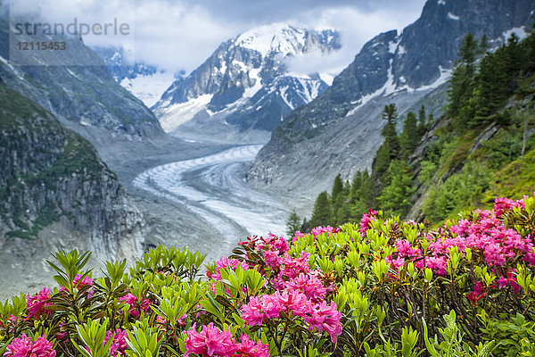 Alpenrose (Rhododendron ferrugineum) blüht über Mer de Glacier und Grandes Jorasses  Alpen  Frankreich