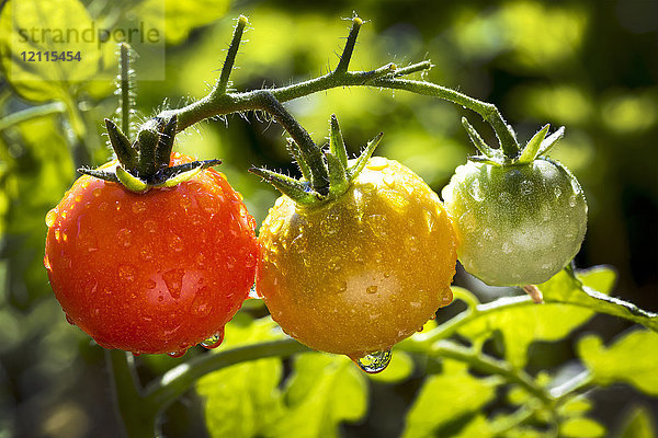 Nahaufnahme eines Büschels reifer und unreifer Kirschtomaten an einer mit Wassertropfen benetzten Pflanze im Garten; Calgary  Alberta  Kanada