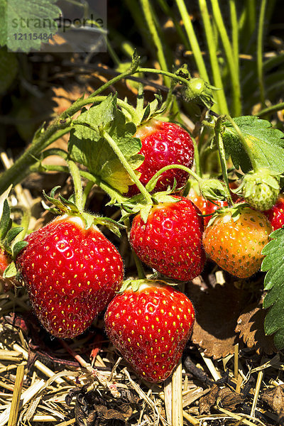 Nahaufnahme von reifen Erdbeeren an der Pflanze; Vineland  Ontario  Kanada