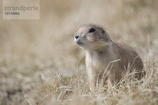 Schwarzschwanz-Präriehund (Cynomys ludovicianus)  Grasslands National Park; Saskatchewan  Kanada