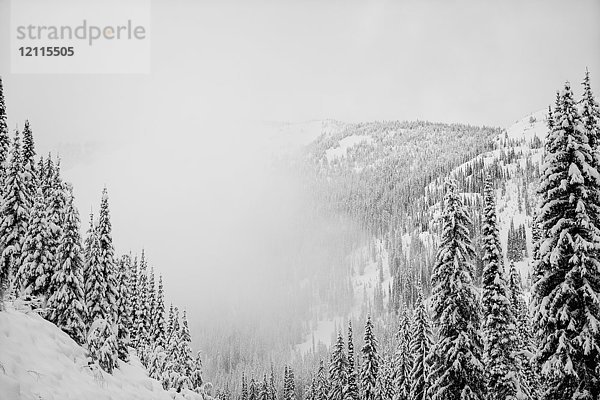 Schneebedeckte Wälder auf den Bergen im Nebel  Whitewater Resort; Nelson  British Columbia  Kanada