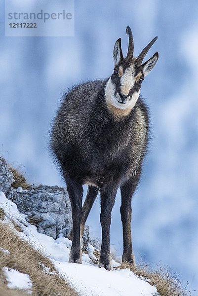 Gämse (Rupicapra rupicapra) im Schnee  Berchtesgadener Alpen  Österreich  Europa