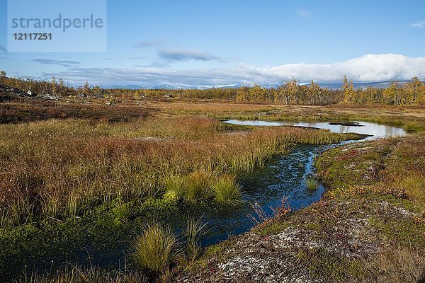 Kleiner See in herbstlicher Landschaft  Norrbottens  Norrbottens län  Laponia  Lappland  Schweden  Europa