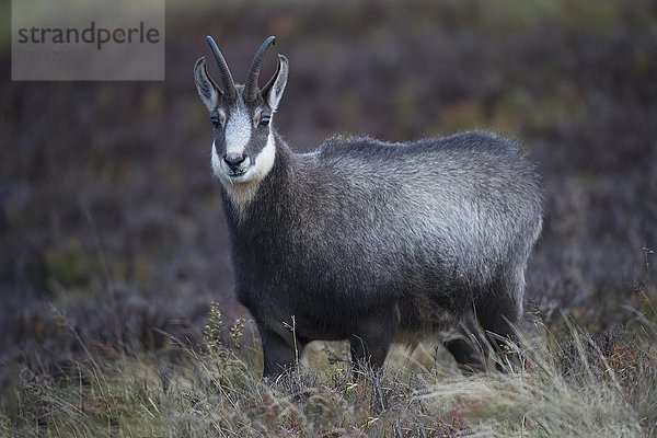 Gämse (Rupicapra rupicapra)  Hohneck  La Bresse  Vogesen  Frankreich  Europa