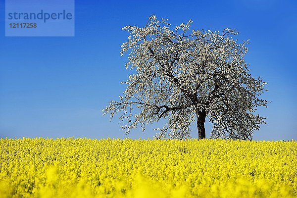 Rapsfelder und blühende Kirschbäume bei Stücht  Heiligenstadt  Fränkische Schweiz  Oberfranken  Bayern  Deutschland  Europa