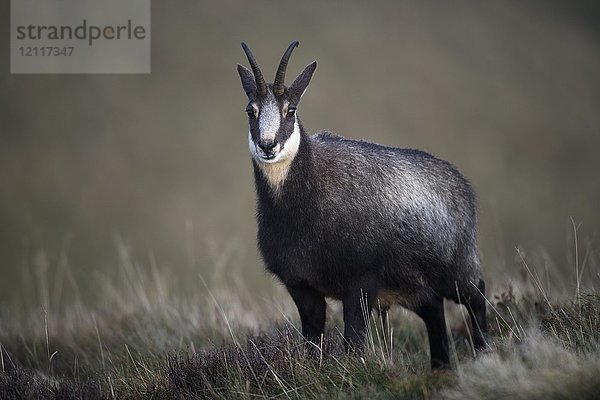 Gämse (Rupicapra rupicapra)  Hohneck  La Bresse  Vogesen  Frankreich  Europa