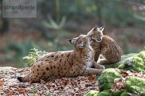Eurasischer Luchs (Lynx lynx)  Mutter mit Jungtier zur Körperpflege  in Gefangenschaft  Deutschland  Europa