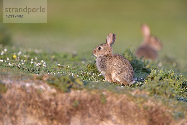 Europäisches Kaninchen (Oryctolagus cuniculus) auf einer Wiese  Isle of Skye  Schottland