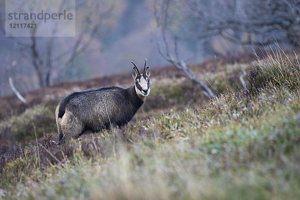 Gämse (Rupicapra rupicapra)  Hohneck  La Bresse  Vogesen  Frankreich  Europa