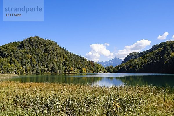 Alatsee  bei Füssen  Ostallgäu  Allgäu  Schwaben  Bayern  Deutschland  Europa