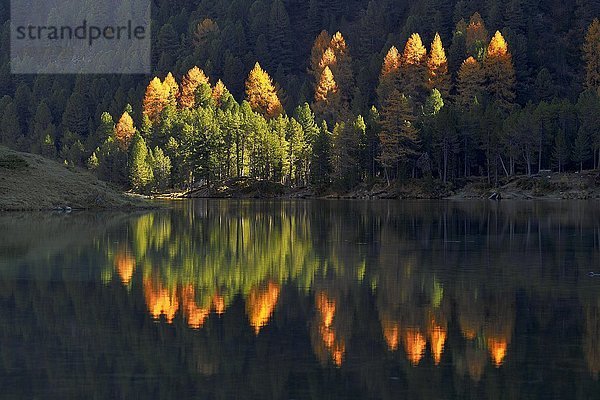Leuchtende Lärchen in Herbstfärbung  gespiegelt im Palpuogna-See  Lei da Palpuogna  Albulapass  Kanton Graubünden  Schweiz  Europa