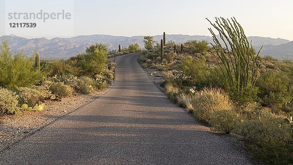 Straße durch Landschaft mit verschiedenen Kakteen (Cactus)  Saguaro National Park  Tucson  Arizona  USA  Nordamerika