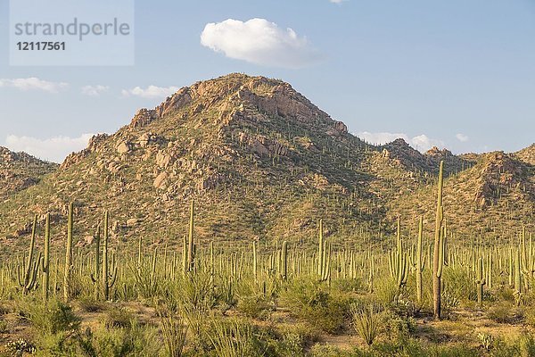 Bergige Landschaft mit Saguaro (Carnegiea gigantea)  Nationalpark  Tucson  Arizona  USA  Nordamerika