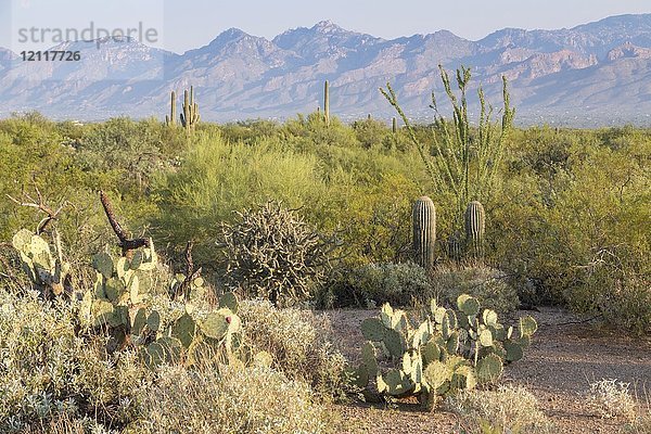 Landschaft mit verschiedenen Kakteen (Cactus)  hinter Bergkette  Saguaro National Park  Tucson  Arizona  USA  Nordamerika