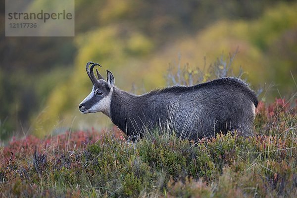 Gämse (Rupicapra rupicapra)  Hohneck  La Bresse  Vogesen  Frankreich  Europa