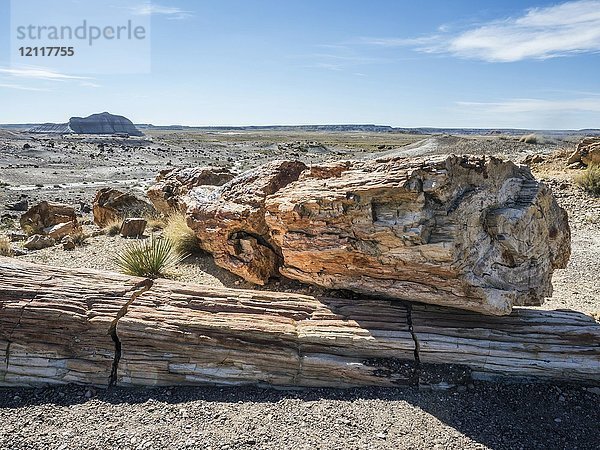 Versteinertes Holz  Petrified Forest National Park  Arizona  USA  Nordamerika