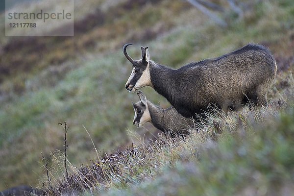 Gämse (Rupicapra rupicapra)  Hohneck  La Bresse  Vogesen  Frankreich  Europa