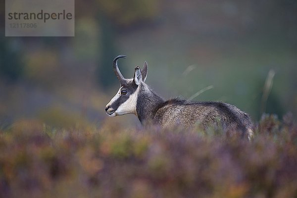 Gämse (Rupicapra rupicapra)  Hohneck  La Bresse  Vogesen  Frankreich  Europa