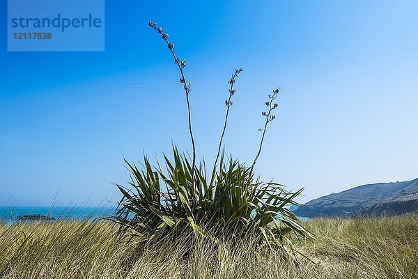 Aloe-Pflanze am Shell-Strand  Herm  Guernsey  Kanalinseln  Vereinigtes Königreich  Europa