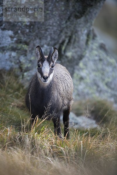 Gämse (Rupicapra rupicapra)  Hohneck  La Bresse  Vogesen  Frankreich  Europa