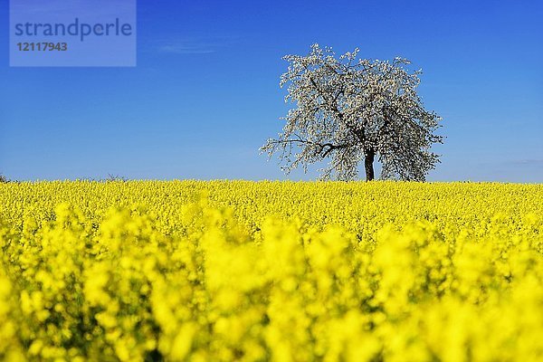 Rapsfelder und blühende Kirschbäume bei Stücht  Heiligenstadt  Fränkische Schweiz  Oberfranken  Bayern  Deutschland  Europa