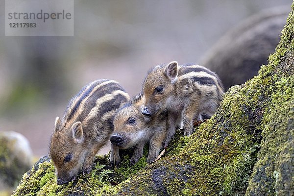 Wildschweine (Sus scrofa)  Schösslinge auf einem bemoosten Baumstamm  in Gefangenschaft  Nordrhein-Westfalen  Deutschland  Europa