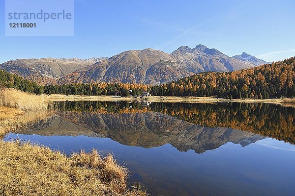 Herbstlich gefärbter Lärchenwald spiegelt sich im Stazersee  St. Moritz  Graubünden  Schweiz  Europa