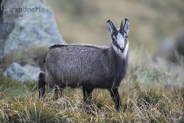 Gämse (Rupicapra rupicapra)  Hohneck  La Bresse  Vogesen  Frankreich  Europa