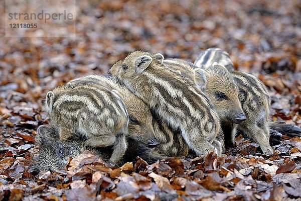 Wildschweine (Sus scrofa)  Jungtiere wärmen sich am erwachsenen Tier  Gefangenschaft  Nordrhein-Westfalen  Deutschland  Europa