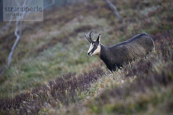 Gämse (Rupicapra rupicapra)  Hohneck  La Bresse  Vogesen  Frankreich  Europa