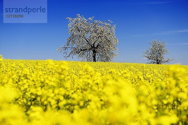 Rapsfelder und blühende Kirschbäume bei Stücht  Heiligenstadt  Fränkische Schweiz  Oberfranken  Bayern  Deutschland  Europa