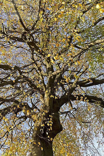 Buche (Fagus) im Herbst  Baumkrone mit gelben Blättern  Schottland  Großbritannien