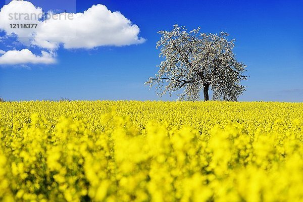 Rapsfelder und blühende Kirschbäume bei Stücht  Heiligenstadt  Fränkische Schweiz  Oberfranken  Bayern  Deutschland  Europa