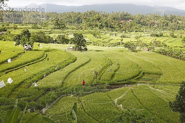 Mit Netzen geschützte Reisfelder  Bali  Indonesien  Asien
