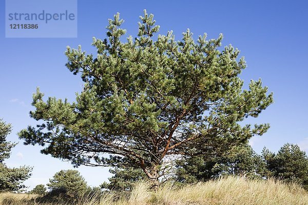 Kiefer (Pinus)  Nationalpark Vorpommersche Boddenlandschaft  Darß  Darßer Ort  Fischland-Darß-Zingst  Mecklenburg Vorpommern  Deutschland  Europa